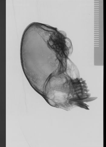 Media type: image;   Mammalogy 23826 Description: lateral;